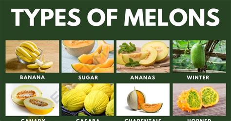 melons tue|Trying Every Type Of Melon 